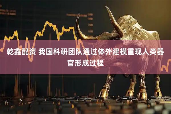 乾鑫配资 我国科研团队通过体外建模重现人类器官形成过程